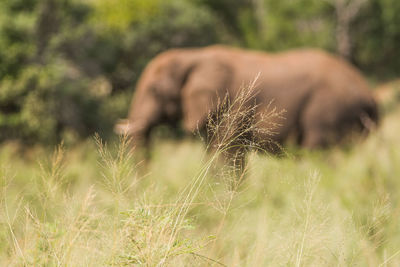 Close-up of caterpillar on field
