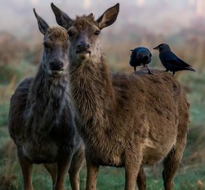 Deer standing on field against sky