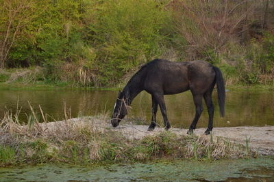 Horse standing in a lake