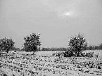 Picture of a foggy day with tree in a field with snow. the sun is partially cover because of the fog