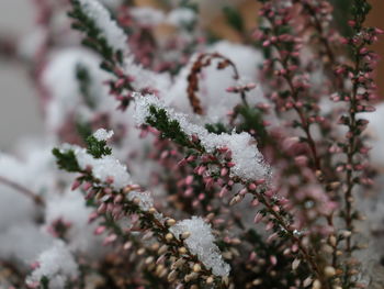 Close-up of snow on plant