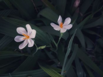 Close-up of white flowering plants