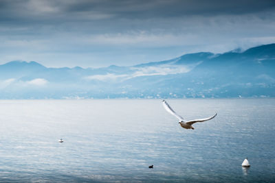 Seagull flying over lake against sky