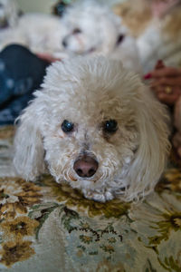 Close-up portrait of cute dog