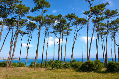 Trees on field against sky