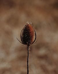 Close-up of wilted plant