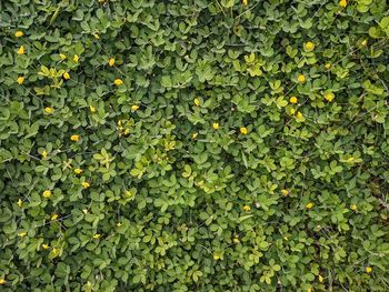 Natural leaf background with small yellow flowers