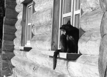 Cat sitting in a window
