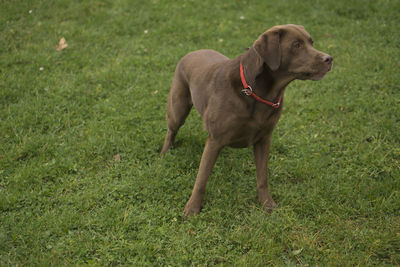 Dog on field