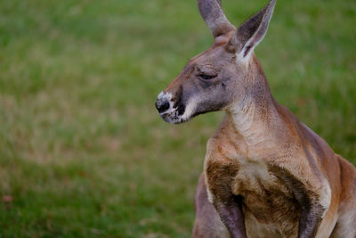 Close-up of deer