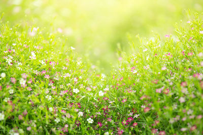 Close-up of flowering plants on field