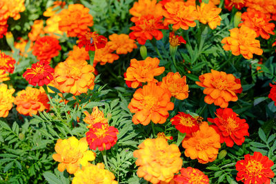 High angle view of orange flowers