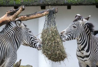 Zebras in a zoo