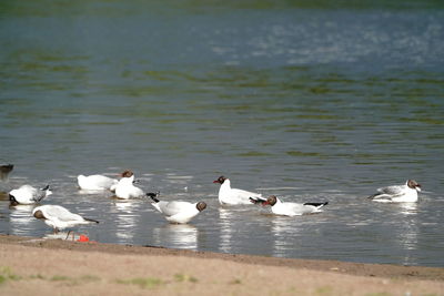 Ducks swimming in lake