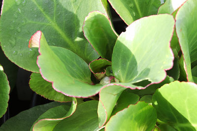 Close-up of green leaves