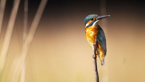 Close-up of bird perching on plant