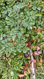 Low angle view of fruits on tree