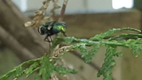 Close-up of insect on plant