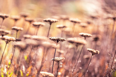 Close-up of dry flowers on field
