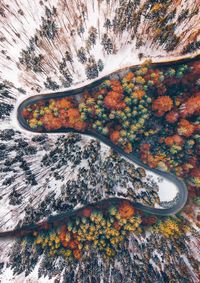 High angle view of autumnal tree