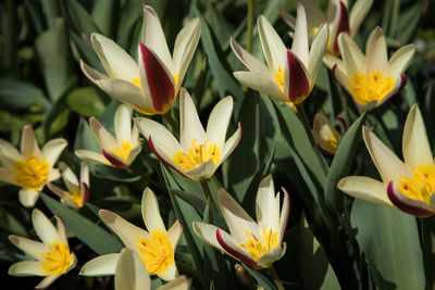 Close-up of yellow flowering plants