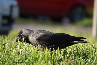 Close-up of bird on field