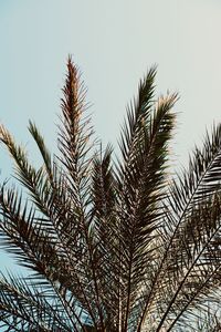 Low angle view of palm tree against sky