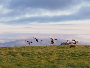 Birds flying over grassy field