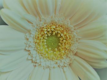 Close up of white flower