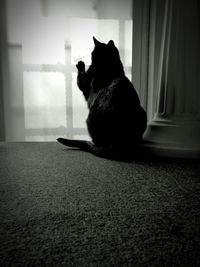 Cat on silhouette at home