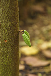 Close-up of insect on leaf