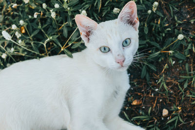 Portrait of a cat