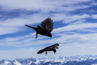 Low angle view of eagle flying against sky