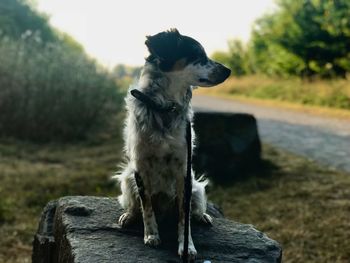 Dog looking away