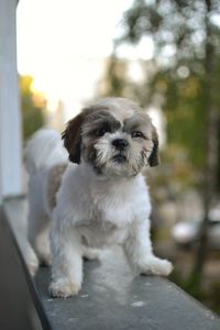 Portrait of dog