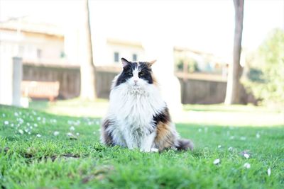 Close-up of cat on grass