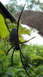 Close-up of spider and web against blurred background