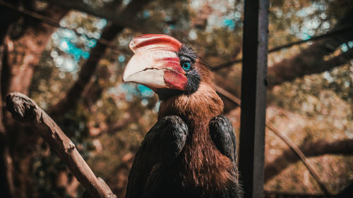 Close-up of bird perching on branch