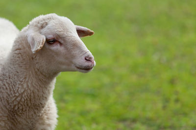 Close-up of a sheep on field