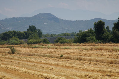 Scenic view of field against sky