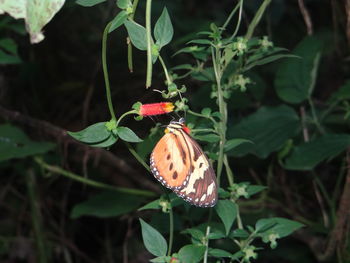 Close-up of butterfly on leaf