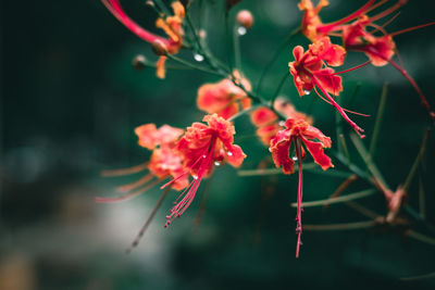 Close-up of red flowering plant