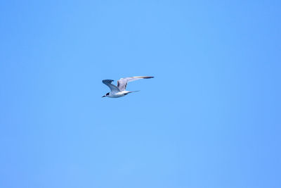 Low angle view of seagull flying in sky