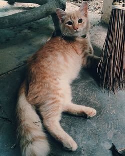 High angle view portrait of cat relaxing outdoors