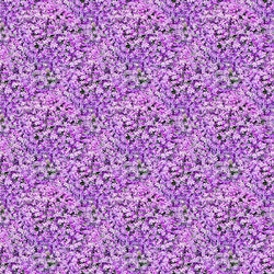 High angle view of pink petals on purple wall