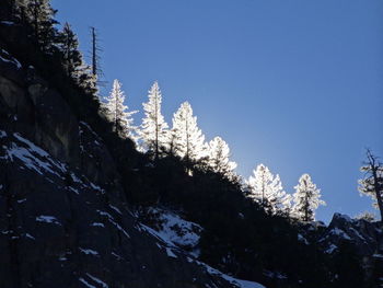 Snow covered plants against sky