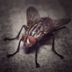 Close-up of housefly