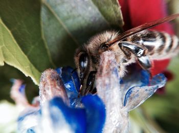 Close-up of insect