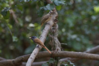 Bird perching on branch