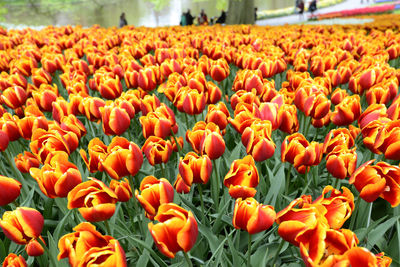 Close-up of orange flowers